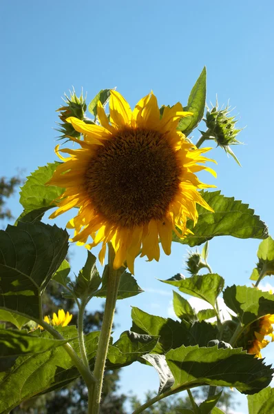 Yellow sunflowers — Stock Photo, Image