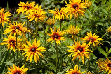 flores amarillas en verde gass