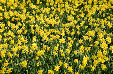 Çiçek açan çiçeklerle renkli yaz alanı