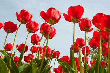 red spring tulips clipart