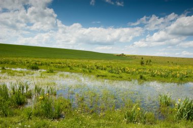 Iris çiçekler, bataklık yatay