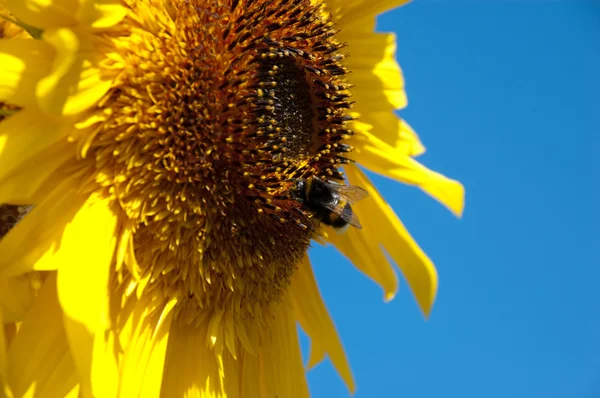 Yellow sunflower — Stock Photo, Image