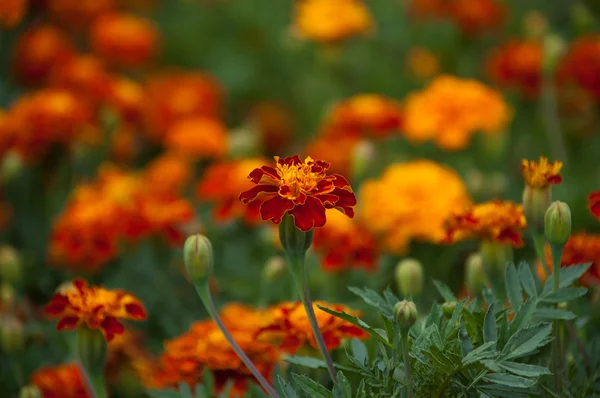 Flores de caléndula francesas en lecho de flores — Foto de Stock