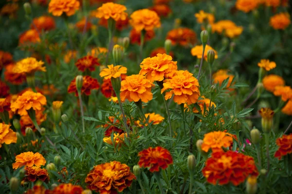 French marigold flowers in flower-bed — Stock Photo, Image