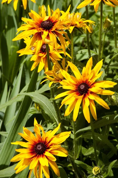 Gula blommor i grönt gass — Stockfoto