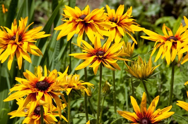 Flores amarillas en verde gass — Stok fotoğraf