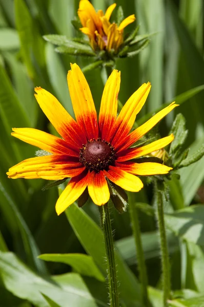 Gula blommor i grönt gass — Stockfoto