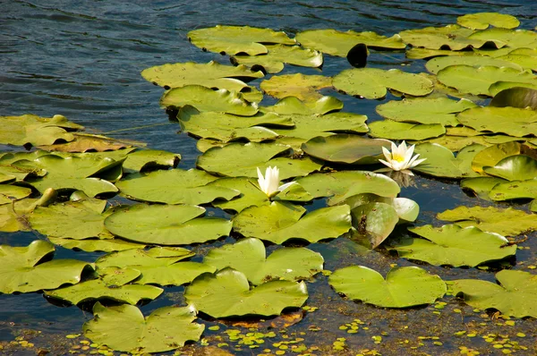 Lírio de água — Fotografia de Stock