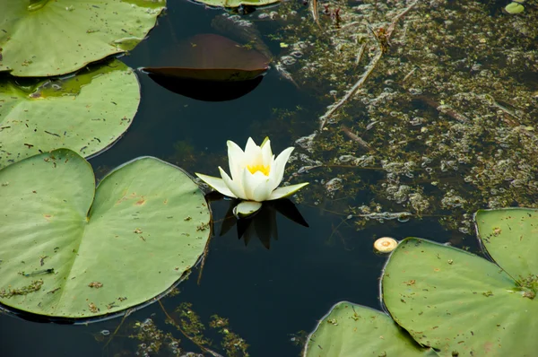 Vatten lilly — Stockfoto