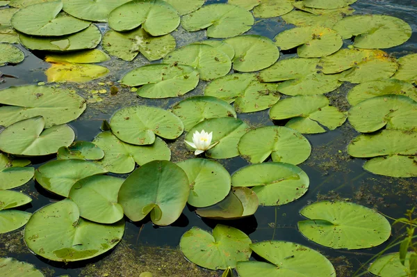 Water lilly — Stock Photo, Image