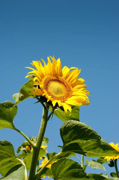Yellow sunflowers — Stock Photo, Image