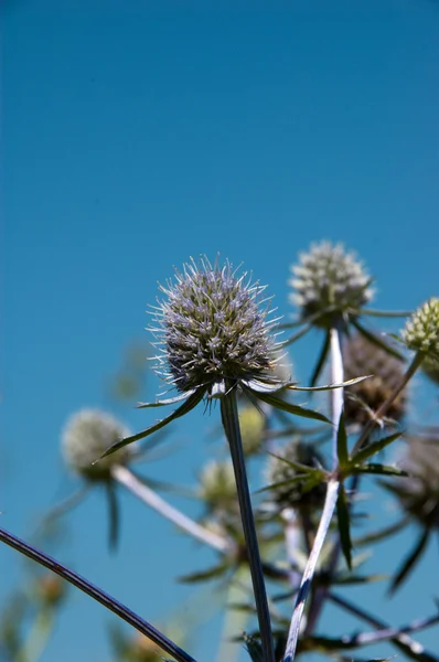 Erva daninha espinhosa — Fotografia de Stock