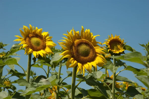 Yellow sunflowers — Stock Photo, Image