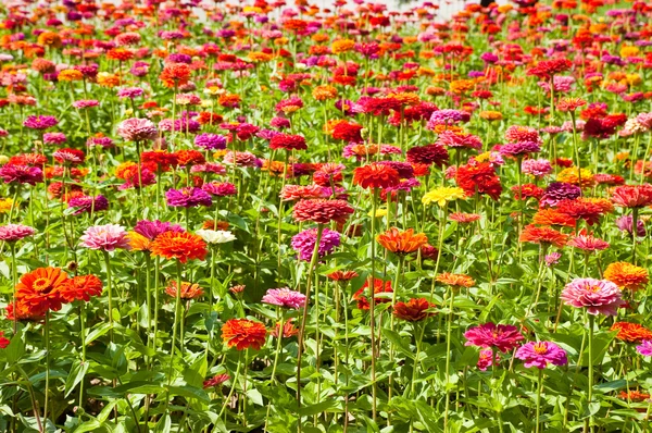 Zinnias flori — Fotografie, imagine de stoc