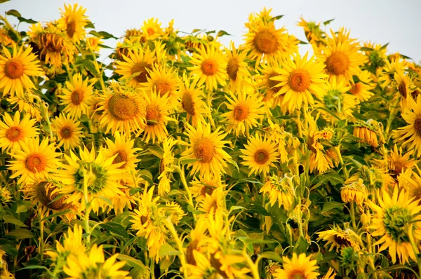 Yellow sunflowers hight contrast — Stock Photo, Image