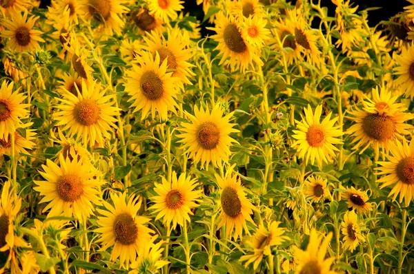 Yellow sunflowers hight contrast — Stock Photo, Image