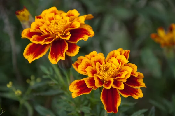 French marigold flowers in flower-bed — Stock Photo, Image