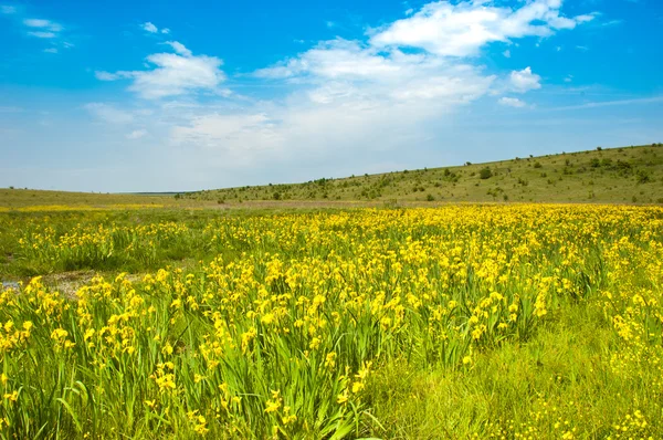 Paesaggio paludoso con fiori di iris — Foto Stock