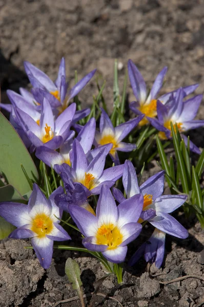 Spring Crocus Flori — Fotografie, imagine de stoc