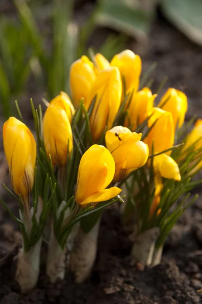 Gul Krokus blomma — Stockfoto