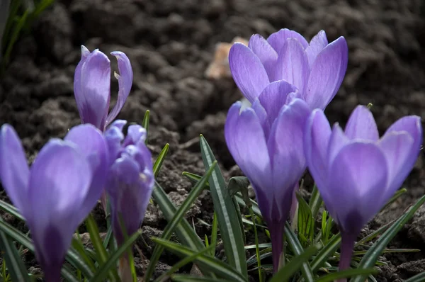 Voorjaarskrokusbloemen — Stockfoto