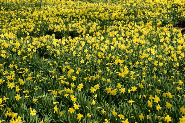 Κίτρινο daffodils — Φωτογραφία Αρχείου