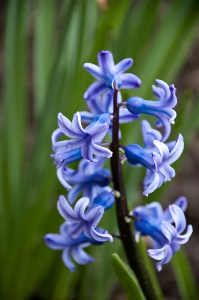 Hyacint květ — Stock fotografie