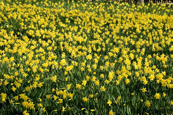 Gele narcissen — Stockfoto