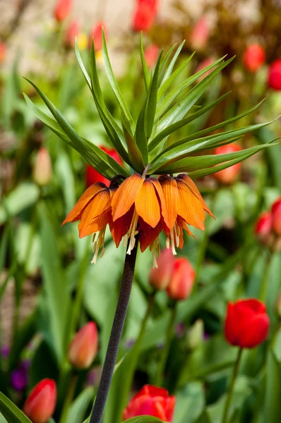 Corona imperiale fiore — Foto Stock