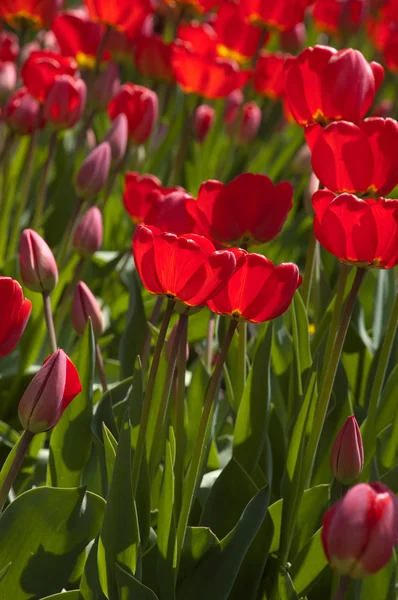 Piros tavaszi tulipán — Stock Fotó