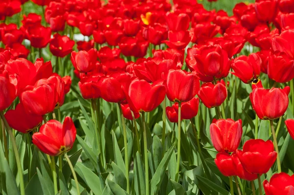 Röd våren tulpaner — Stockfoto