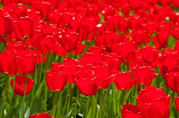 Tulipany wiosna czerwony — Zdjęcie stockowe