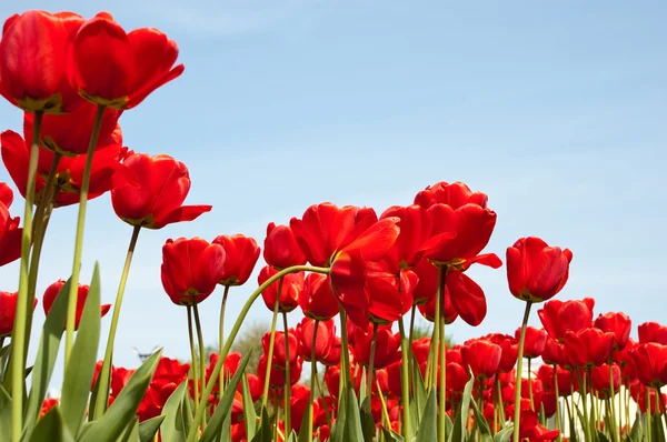 Röd våren tulpaner — Stockfoto
