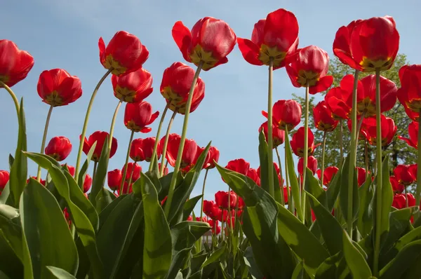 Tulipany wiosna czerwony — Zdjęcie stockowe