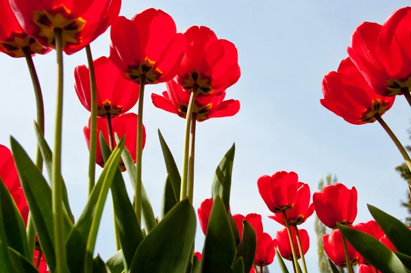 Túlipas primavera vermelha — Fotografia de Stock