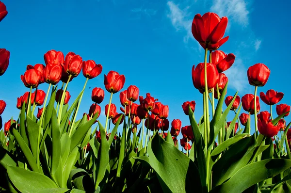 Red spring tulips — Stock Photo, Image