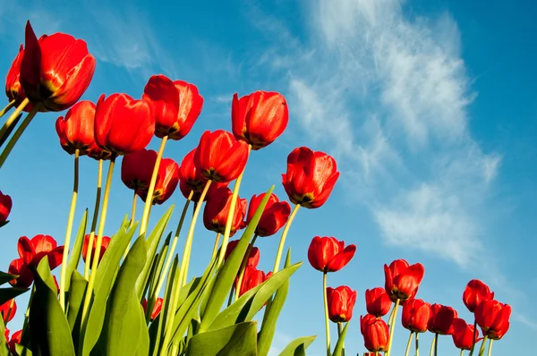 Tulipes rouges de printemps — Photo