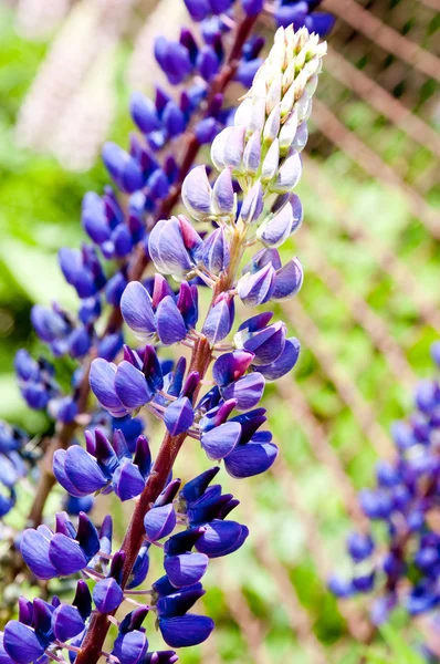 Fiore di luppolo — Foto Stock