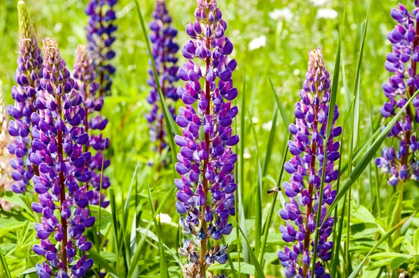 Lupin bloesem — Stockfoto