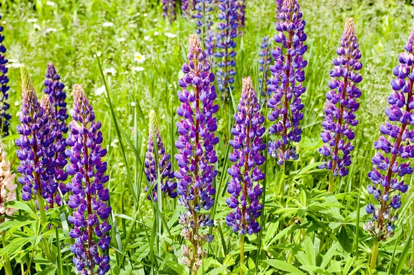 Lupin bloesem — Stockfoto