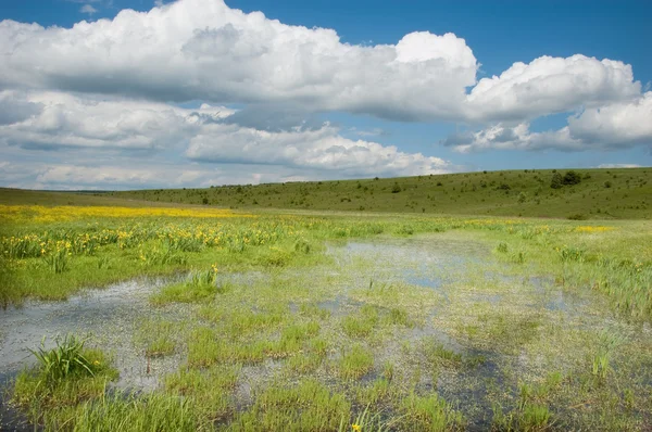 Paisagem do pântano com flores da íris — Fotografia de Stock