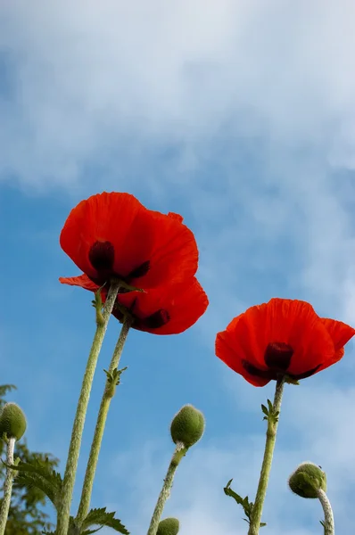Червоний квітки маку — стокове фото