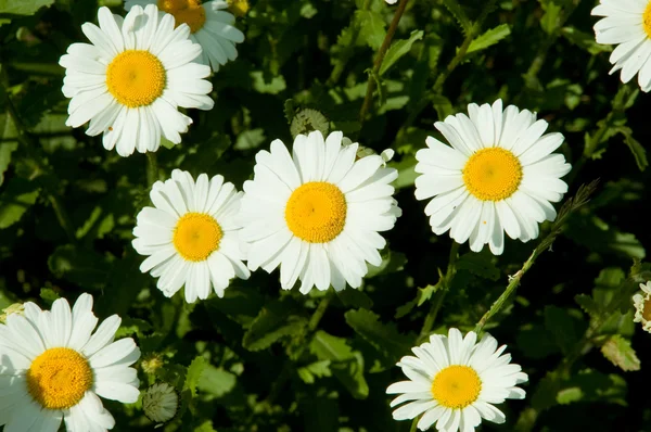 Flores de margarita en hierba verde —  Fotos de Stock