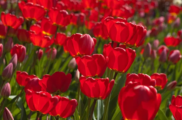 Red spring tulips Stock Photo