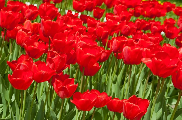 Red spring tulips Stock Image