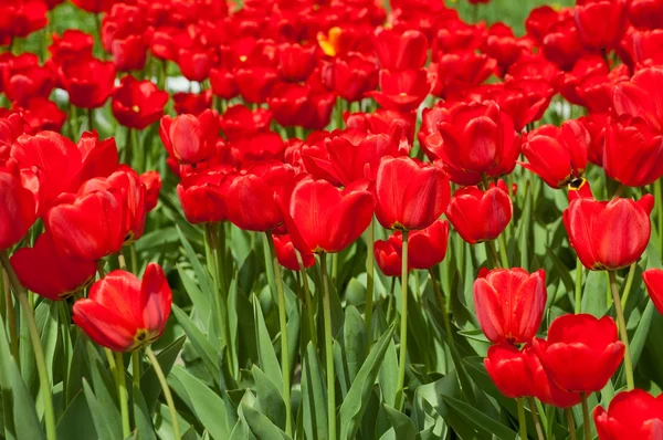 Red spring tulips Stock Picture