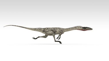 Coelophysis
