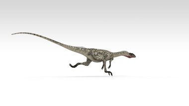 Coelophysis