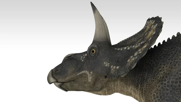 Diceratops (triceratops) — Stock Photo, Image