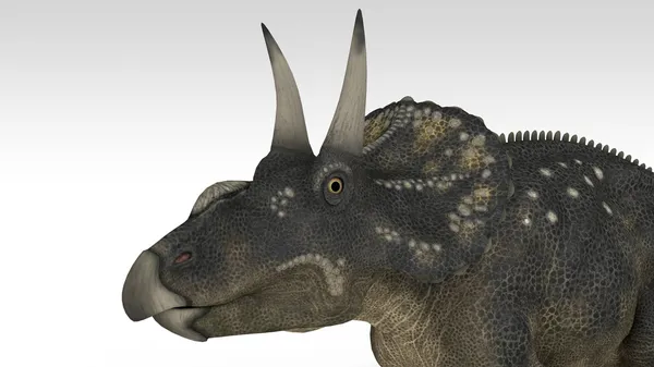 Diceratops (triceratops) — Fotografia de Stock